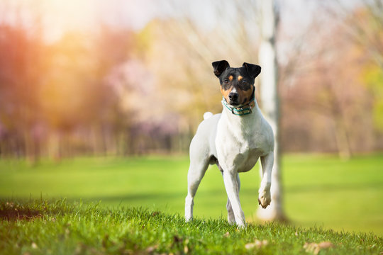 Ratonero Bodeguero Andaluz purebred dog looking at the camera, posing in the park on a sunny day, natural background. Horizontal with copy space