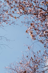 Spring Cherry blossoms, pink flowers.