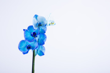 Blue orchid on white background