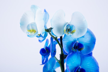Fototapeta na wymiar Blue orchid on white background