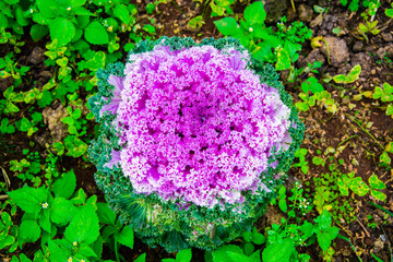 Ornamental Cabbage is grown in the garden .