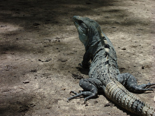 Brown mexican iguana in the floor