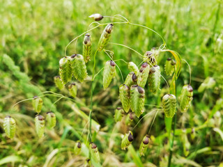 Big or great quaking grass, tears