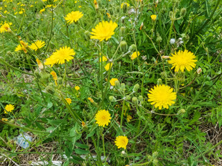 Flowers of Slender sowthistle