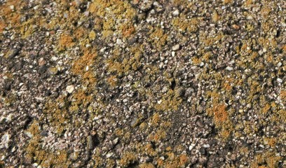 Cement with orange and yellow lichen. Old gray stone wall with orange moss texture background. Grey concrete wall for wallpaper, background and pattern. Grunge wall texture background.