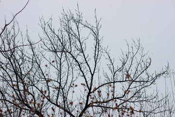 Monochrome sepia image of bare trees against a cloudy sky in late autumn. Bottom view. Autumn trees against a cloudy sky