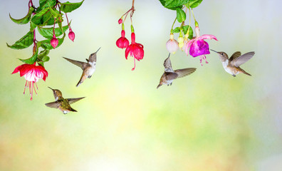 Four volcano hummingbirds and fuchsia flowers