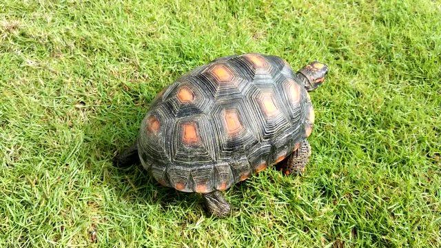 A turtle with orange cubes crawls on the grass.