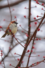 House Sparrow (passer domesticus) 0173