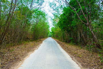 Naklejka premium Road is in the forest.
