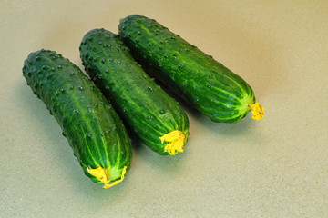 Fresh green cucumbers close-up on a grey background.