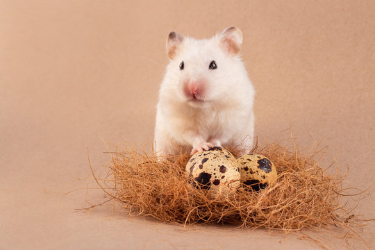 The beige mouse holds a quail egg in his hand. Little rat with food. Decorative rodents closeup. Hamster and beautiful Easter eggs. Hamster on the background of quail eggs.