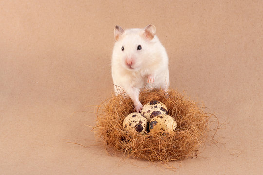 The beige mouse holds a quail egg in his hand. Little rat with food. Decorative rodents closeup. Hamster and beautiful Easter eggs. Hamster on the background of quail eggs.
