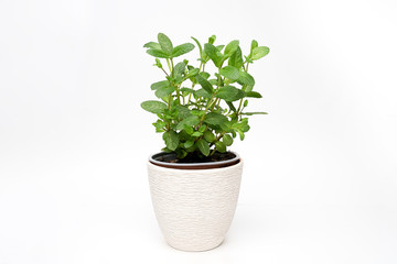 Pepper mint green plant growing on bracket on white background isolated
