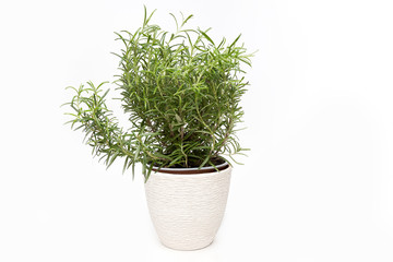 Rosemary green plant growing on bracket on white background isolated