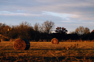 Round bales of coastal hay field in rural Texas landscape during sunset. © ccestep8