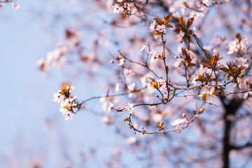 Close-up of Cherry Blossoms