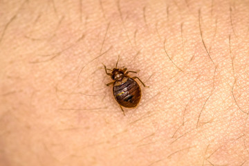 Bed Bug 