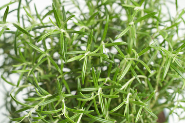 Rosemary green plant close up on white background 