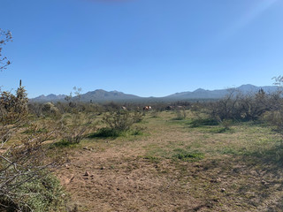 Wild horses in the distance with mountains and miscelaneous dried up plant life.