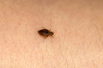 Bed Bugs 