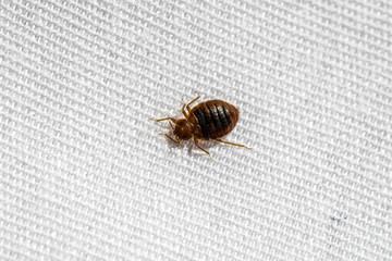 Bed Bug Up Close  - Powered by Adobe
