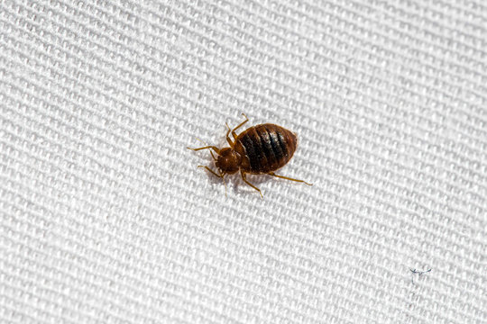 Bed Bug Up Close 