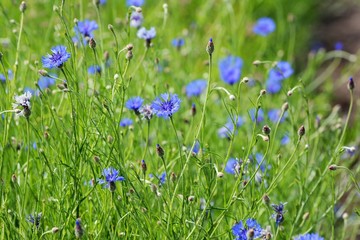cornflowers in the meadow