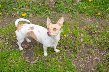 Naklejka na ściany i meble Overview of a mix chihuahua weenie breed dog outdoors natural light 