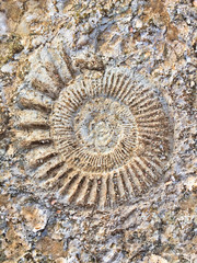 Ammonite fossil © Nicolas Dumeige