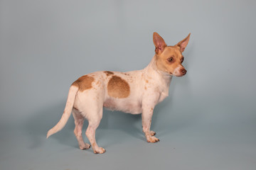 Obraz premium Side full body profile of white and orange chihauhua weenie ears up 