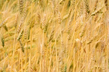 harvest in August in the village
