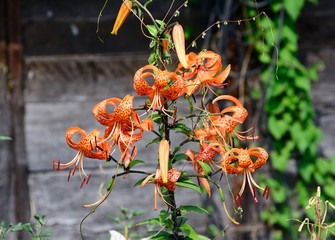 cute orange lily flowers