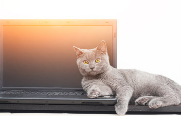 The cat is lying on the laptop . Working on a computer. Breed British. Concept of Studio shooting for articles and ads about the leisure of Pets.