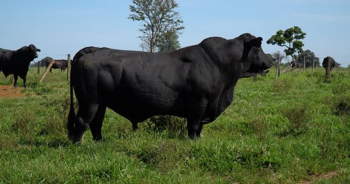 Agribusiness - Brangus Black Cattle, in natural pasture, Angus cattle, highly genetic bulls in Brazil - Livestock