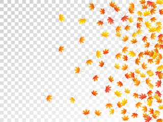 Maple leaves vector illustration, autumn foliage on transparent background.