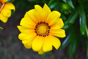 The yellow flower with the strong black eye in the garden.