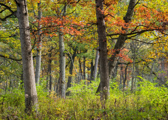 Fototapeta na wymiar An oak savanna in peak autumn color in a Midwest woodland.