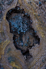 The structure of an old tree painted with colored paint