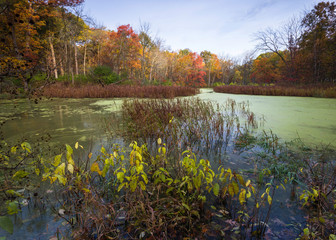 A small, secluded pond surrounded by a Midwest woodland in peak autumn colors.