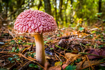 Mushroom