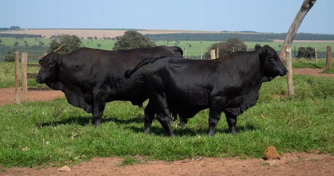 Agribusiness - Brangus Black Cattle, in natural pasture, Angus cattle, highly genetic bulls in Brazil - Livestock