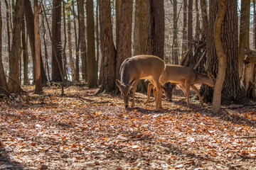 White-tailed deer in the spring forest. Natural scene from Wisconsin state forest.