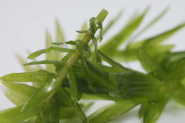 Egeria densa / Brazilian waterweed, is a species of 'Egeria' native to warm temperate South America in southeastern Brazil, Argentina, and Uruguay, usualy used for aquascape plant