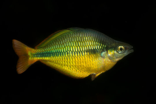 The Lake Tebera rainbowfish (Melanotaenia herbertaxelrodi) is a species of fish in the Melanotaeniidae family endemic to Papua New Guinea.