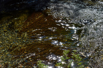 Stream in the forest