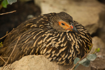 Yellow-necked spurfowl, yellow-necked francolin (Pternistis leucoscepus).