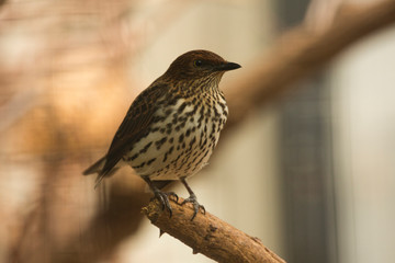 Amethyst Starling. (Cinnyricinclus leucogaster).