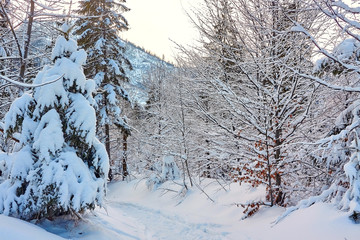 Mountain trail towards Kościeliska Valley from Przysłop Miętusi Mountain Pass in Tatra Mountains, Poland
