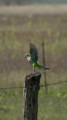 Small parrot taking off and showing its beautiful feathers